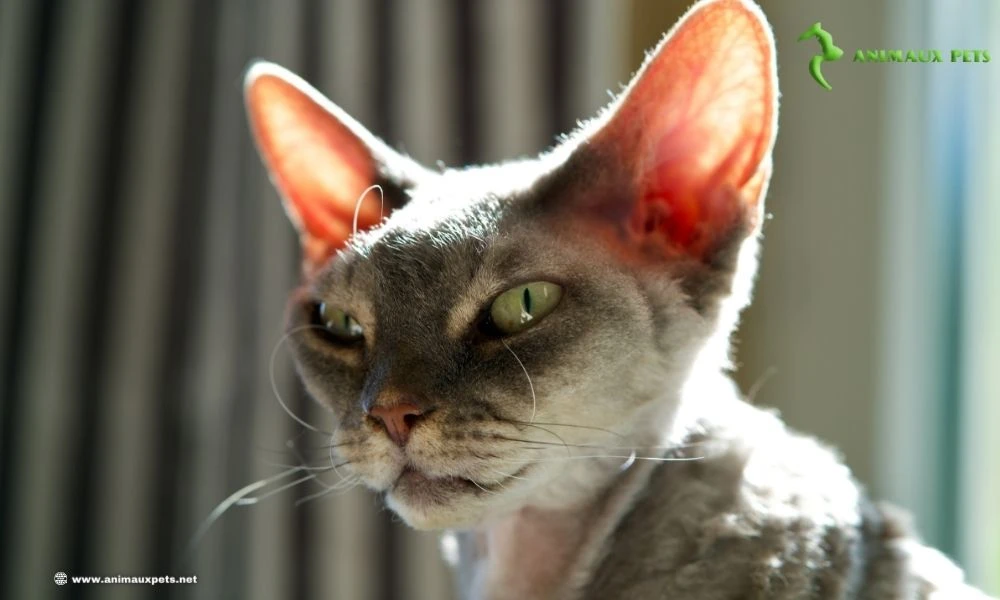 Le chat Devon Rex : Tout ce que vous devez savoir