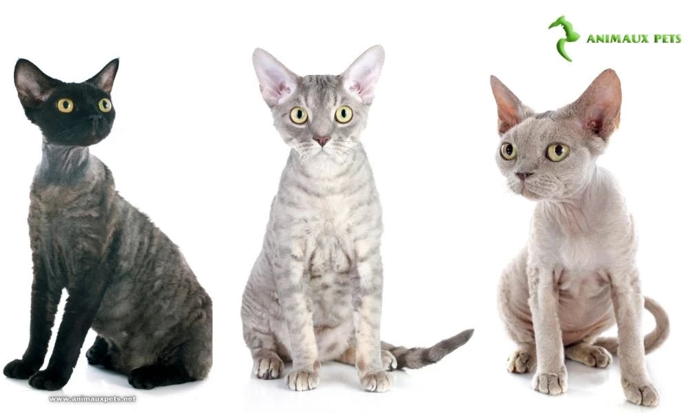 Le chat Devon Rex : Tout ce que vous devez savoir