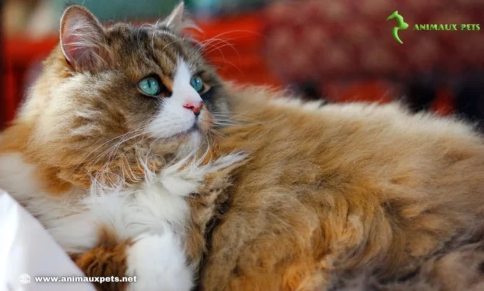 Le Ragamuffin : une Race de Chat de Grande Taille