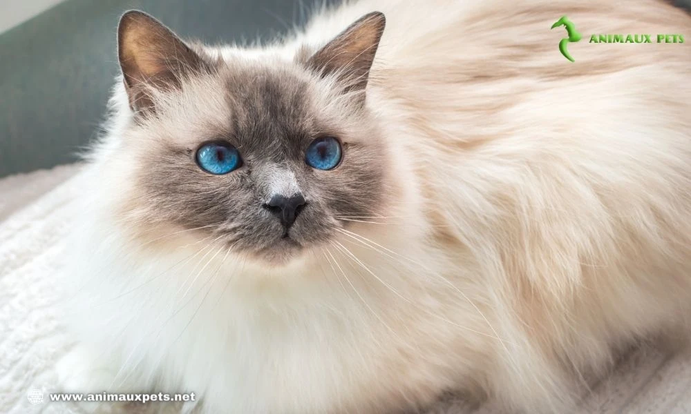 Le Sacré de Birmanie chat Birman