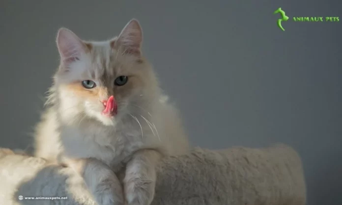 Le Sacré de Birmanie chat Birman