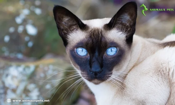 Le Tonkinois est un chat actif affectueux et curieux