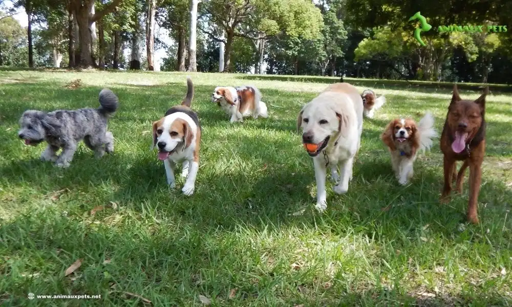 10 races de chiens