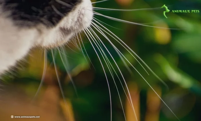 Les fonctions importance et utilité de moustaches du chat ou vibrisses