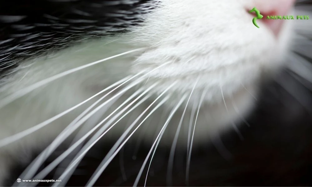 Les fonctions importance et utilité de moustaches du chat ou vibrisses