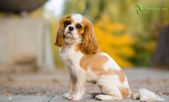 Le Cavalier King Charles Spaniel