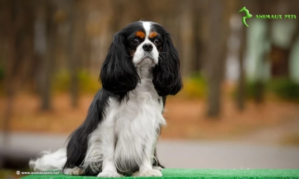 Le Cavalier King Charles Spaniel