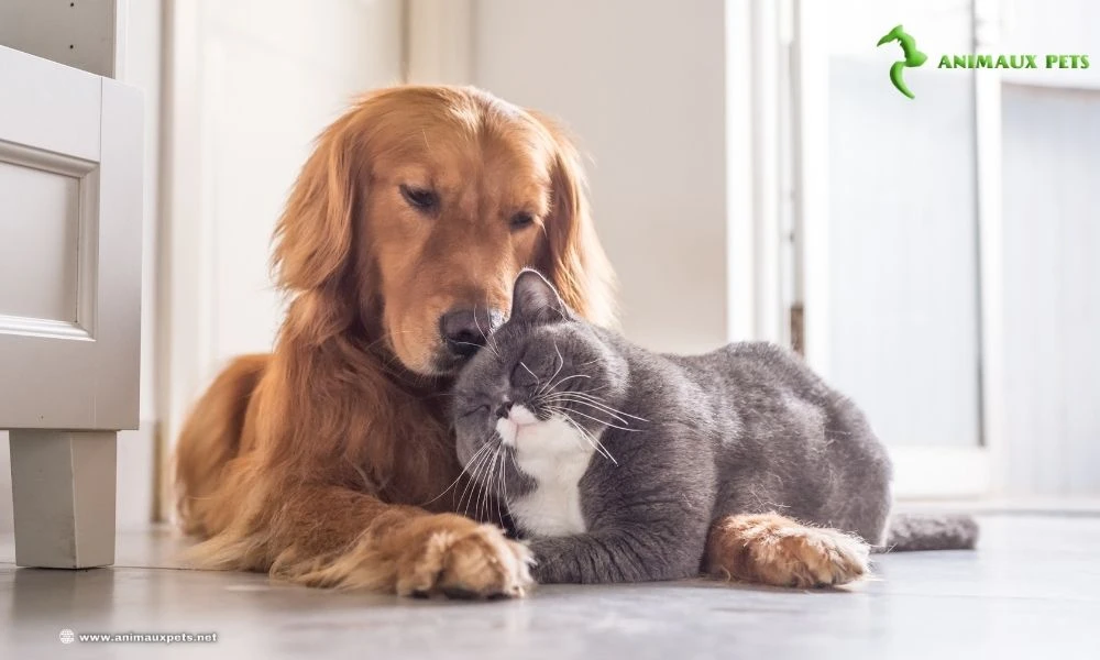 Harmoniser la cohabitation entre chiens et chats