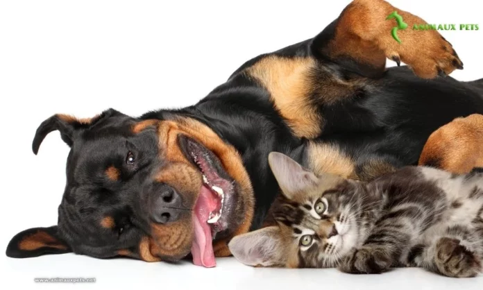 Harmoniser la cohabitation entre chiens et chats