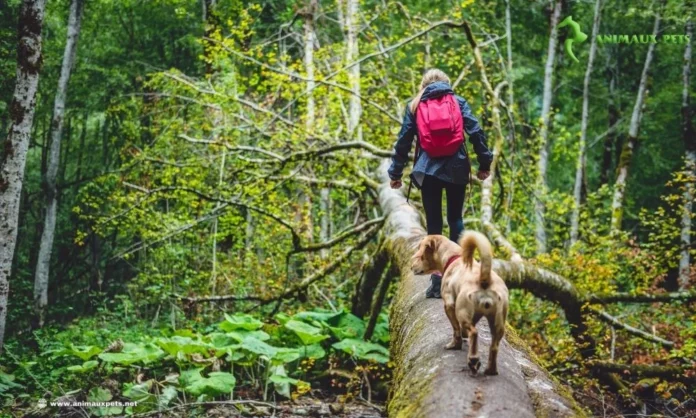 Randonnée avec Ton chien