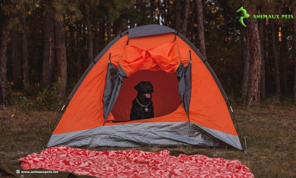 Randonnée avec Ton chien