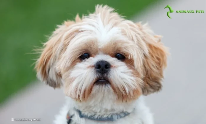 Le Shih Tzu : Petite Boule de Charme