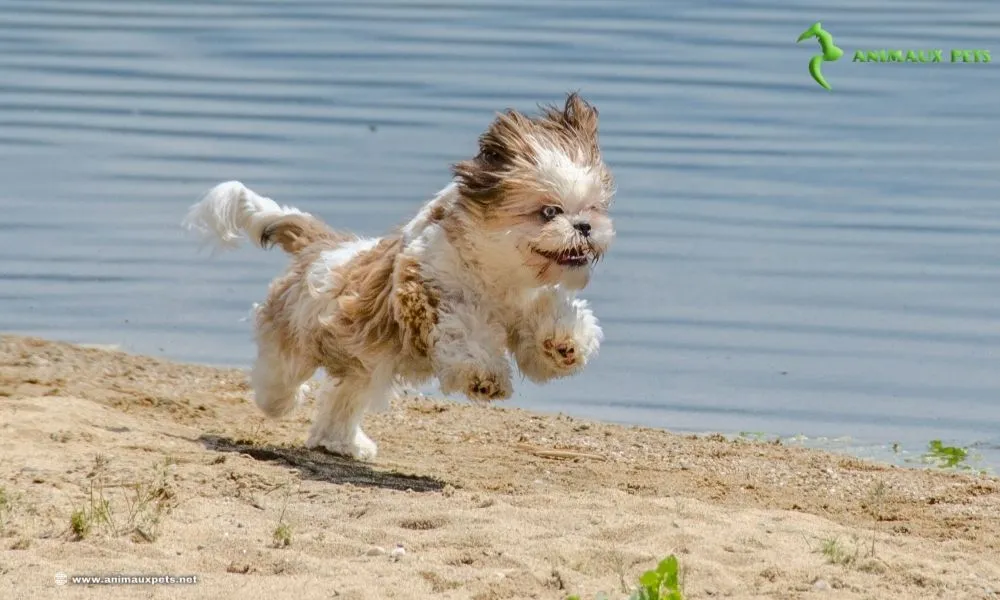 Le Shih Tzu : Petite Boule de Charme