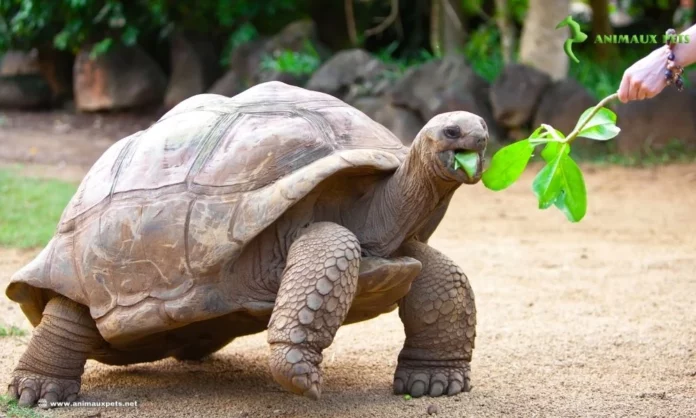 Plantes utiles pour les tortues terrestres