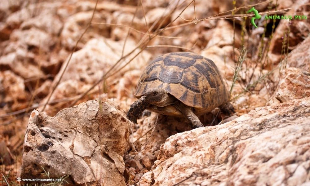 Plantes utiles pour les tortues terrestres