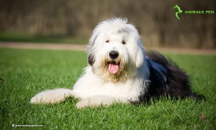 Berger Anglais Ancestral ou Le Bobtail