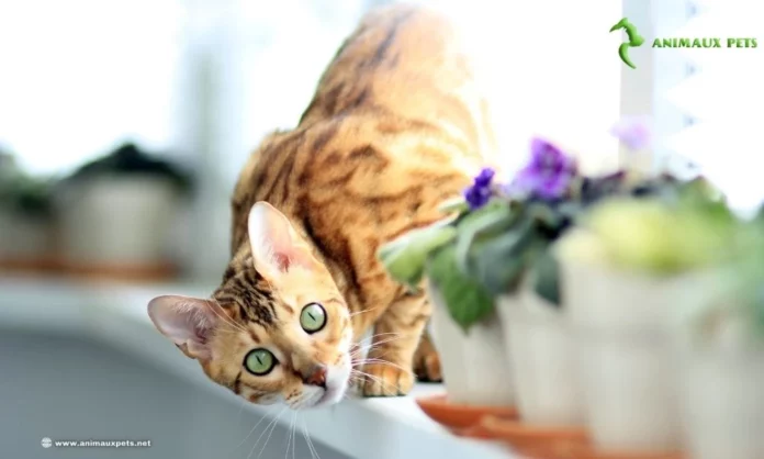 Le Chat Bengal