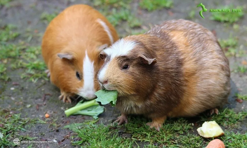 Adopter et élever un cochon d'Inde