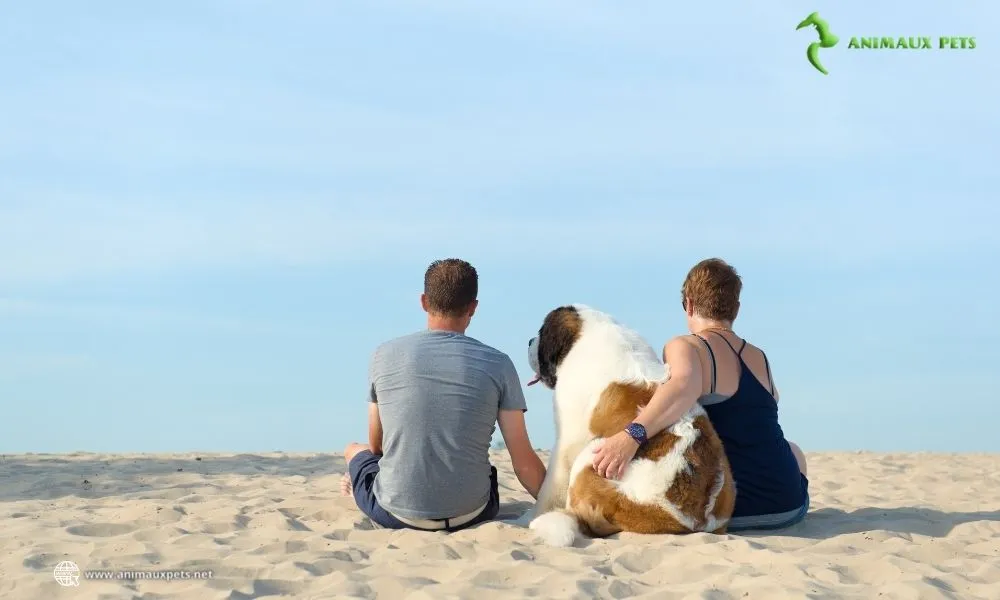 Comparaison l'âge des chiens à celui des humains