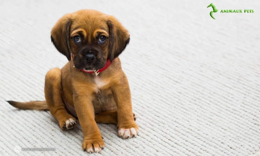 Nos conseils à donner un Chien