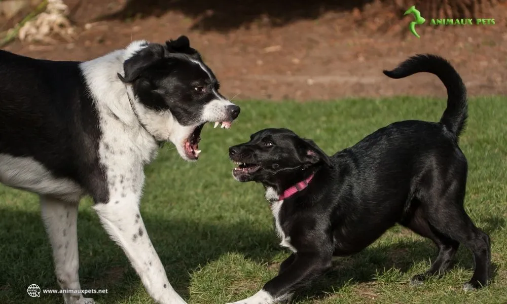 Chien agressif envers d'autres chiens