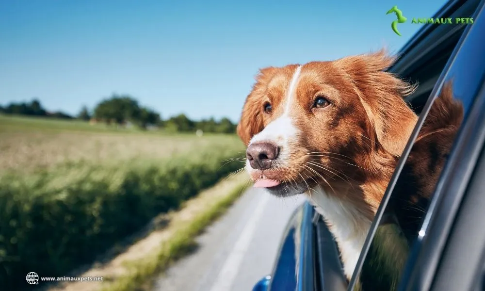 Habituez votre chien à rouler en voiture