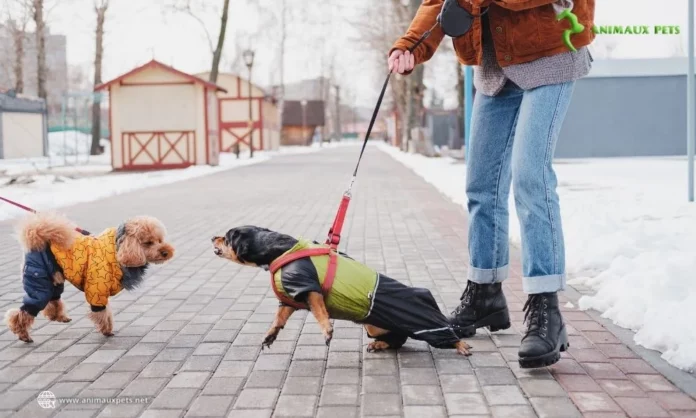 Chien agressif envers d'autres chiens