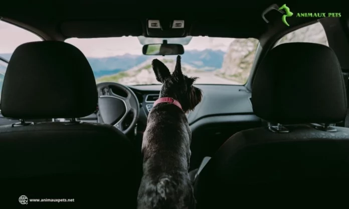 Habituez votre chien à rouler en voiture