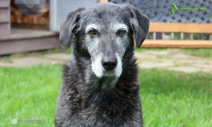 Les signes qui montrent que mon chien vieillit ?