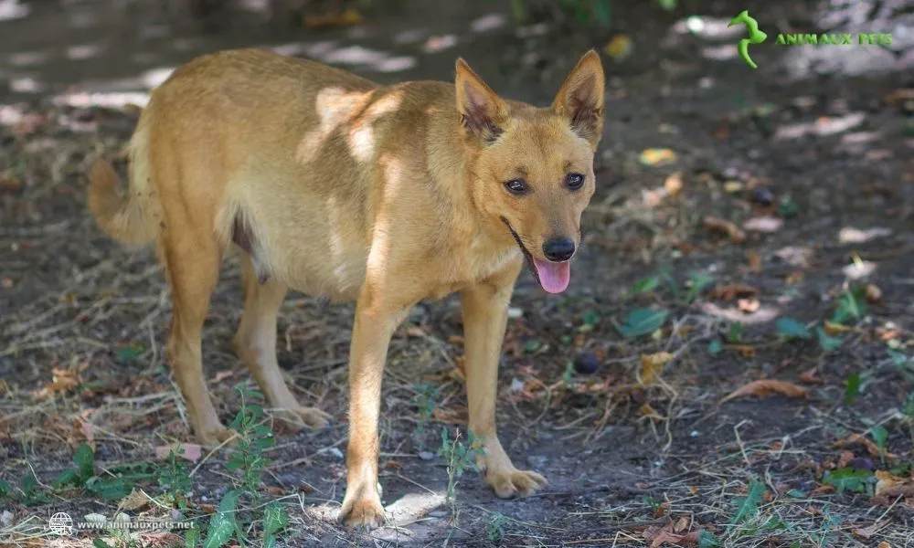 L'alimentation idéale pour une chienne en gestation