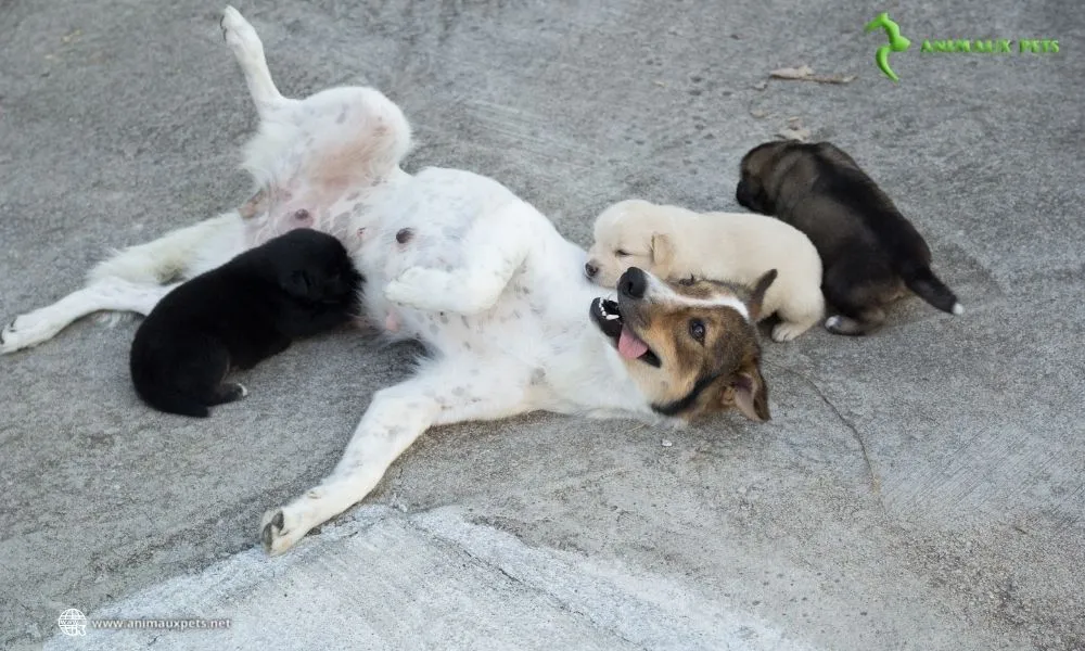 L'alimentation idéale pour une chienne en gestation