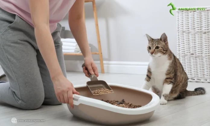 Mon chat refuse d'utiliser sa litière