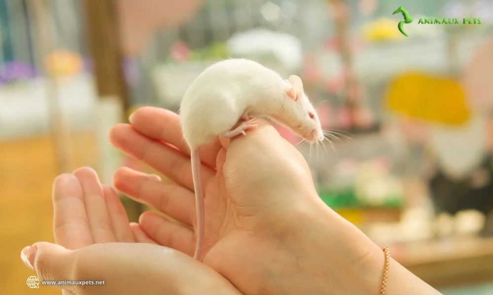 Souris domestique : adopter et élever 