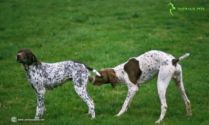 En savoir plus sur Chaleurs chez la chienne