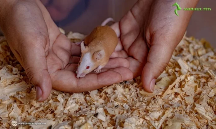 Souris domestique : adopter et élever