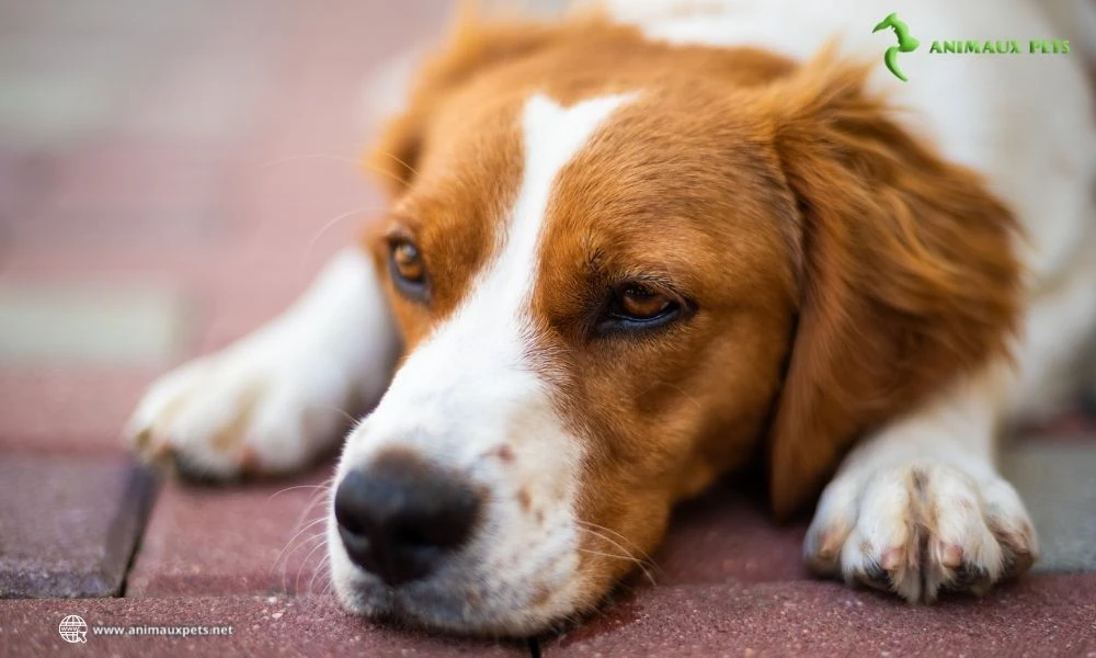 En savoir plus sur Chaleurs chez la chienne