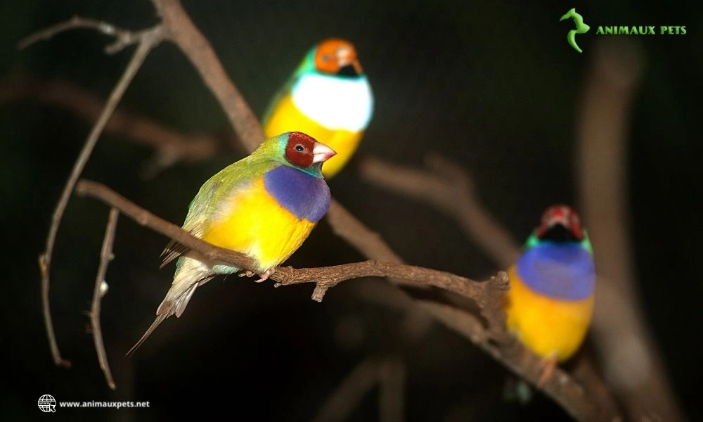 Comment élever Le diamant de Gould à la maison ?