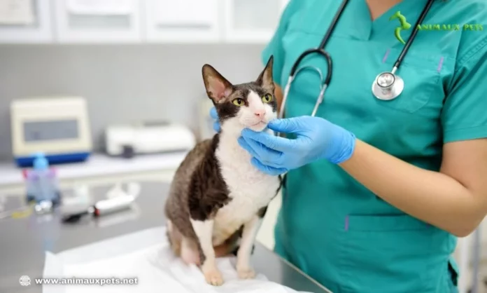 La métrite chez le chat