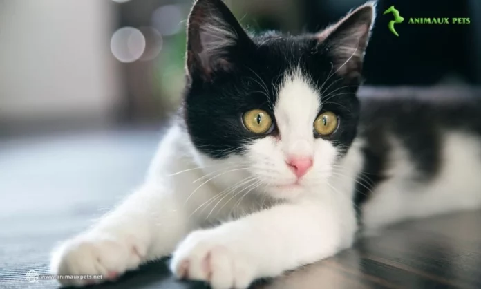 Les 6 premières choses apprendre à votre chaton