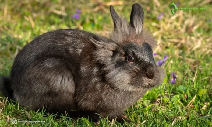 Le lapin nain à tête de lion