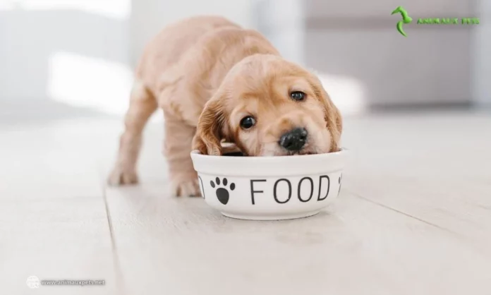 Croquettes, pâtée ou cuisine maison pour votre chien ?