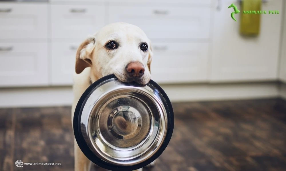 Croquettes pâtée ou cuisine maison pour votre chien ?