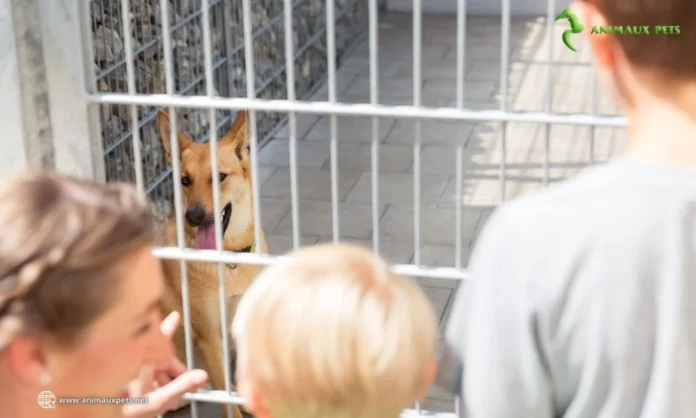 Conseils d'adopter d'un chien adulte d'un refuge