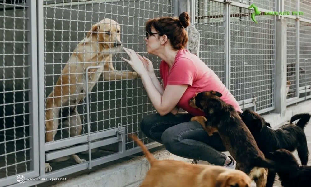 Conseils d'adopter d'un chien adulte d'un refuge