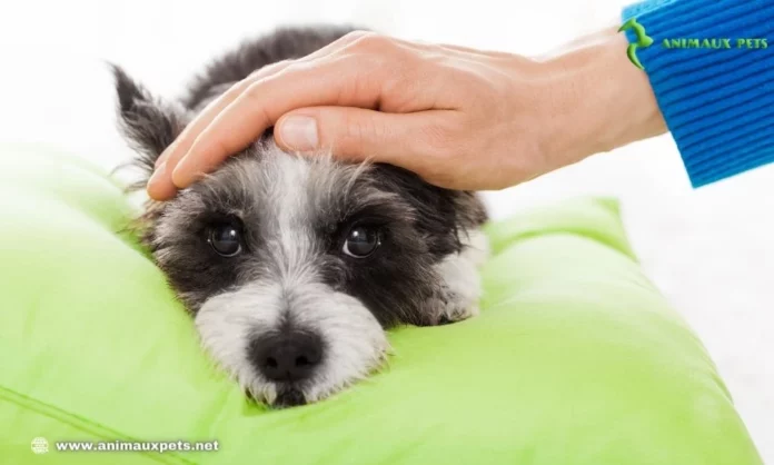 Convulsions chez le chien