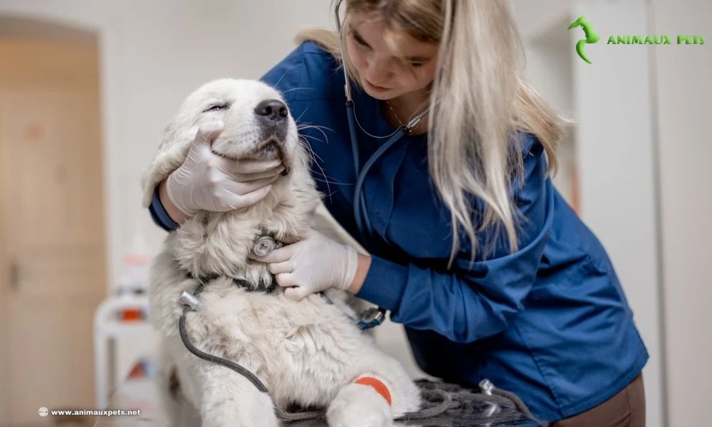 Convulsions chez le chien