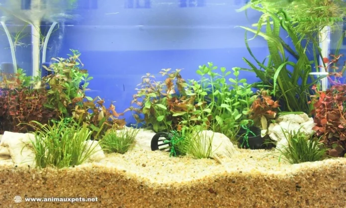 Comment choisir du bon sable pour l'aquarium