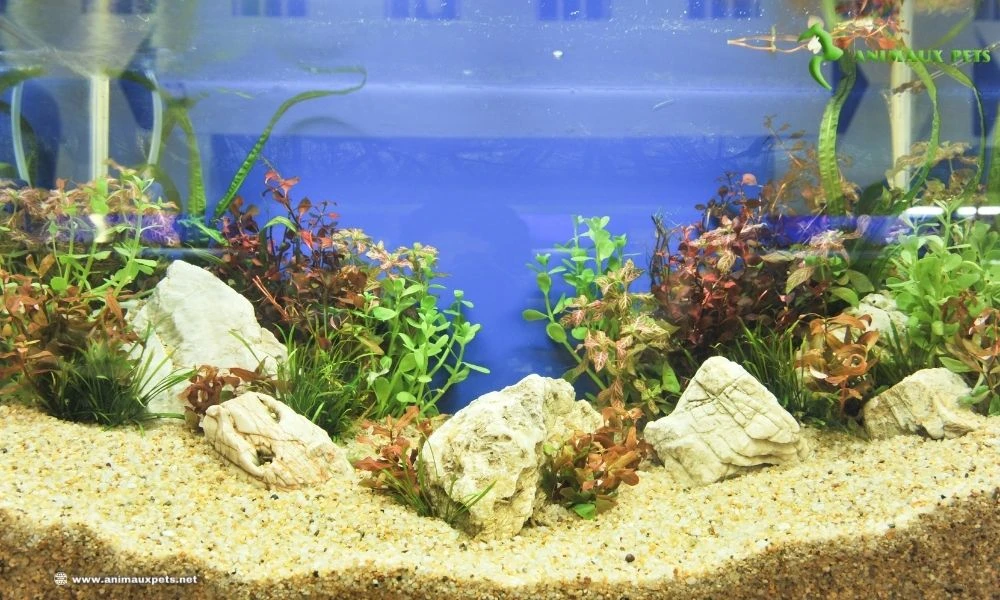 Comment choisir du bon sable pour l'aquarium