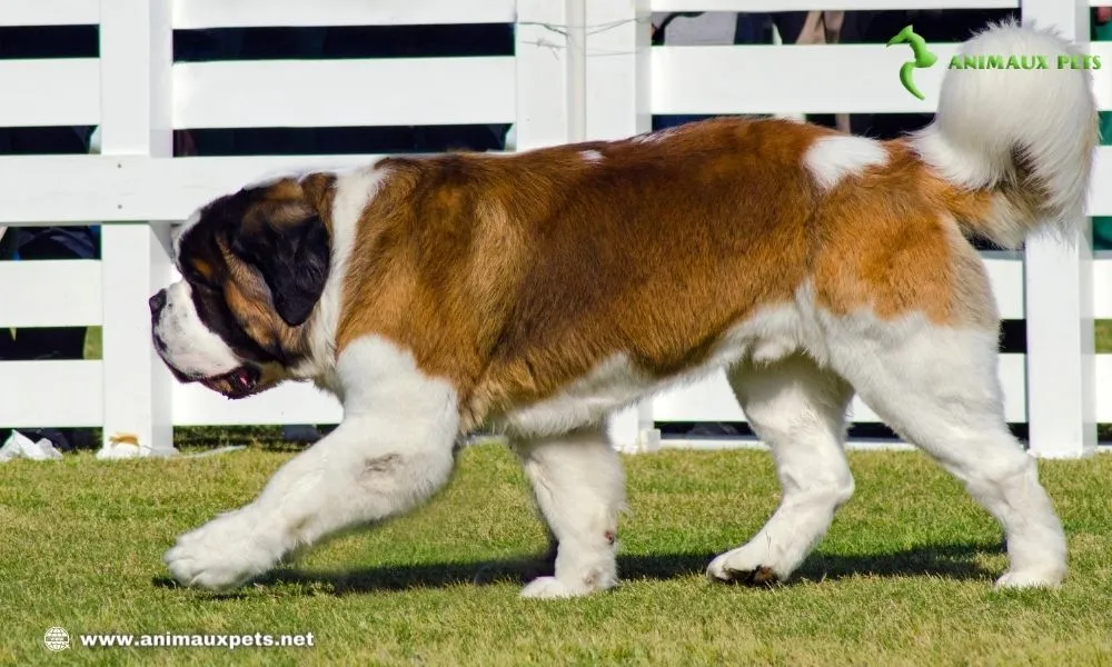 Chiens de Grande Taille