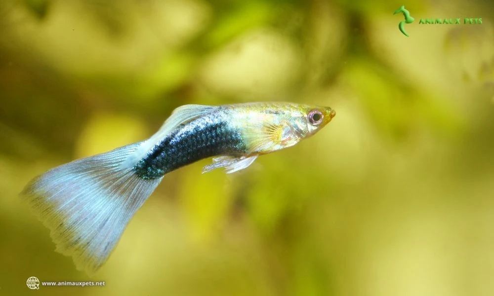 Élever les Guppys (Poecilia reticulata)